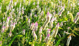 野草视频,探寻自然之美，感受生命力量